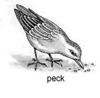 peck