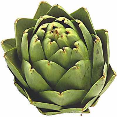 artichoke.jpg