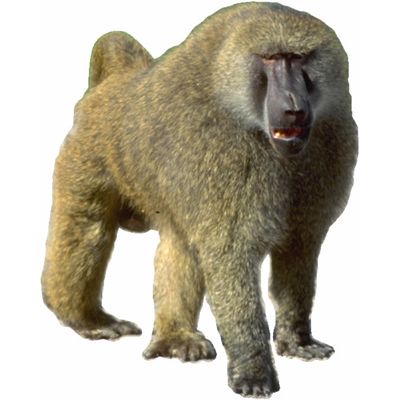 baboon.jpg