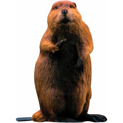 beaver.jpg