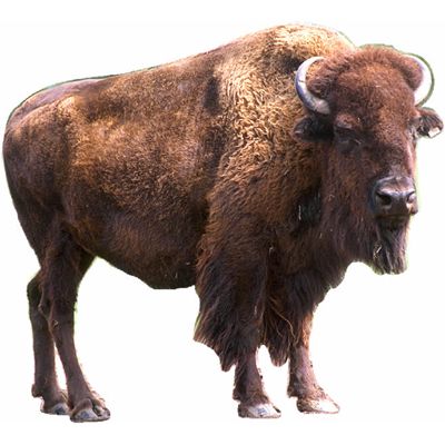 bison.jpg