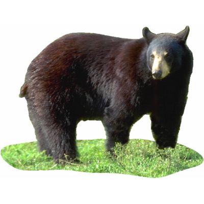 black_bear.jpg