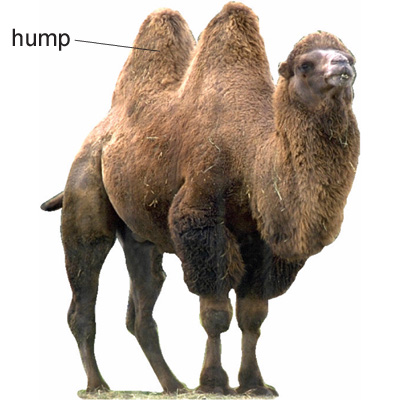 camel - Longman - Definition, pictures, pronunciation | Free Online  Dictionar