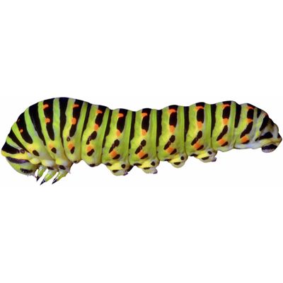 caterpillar.jpg