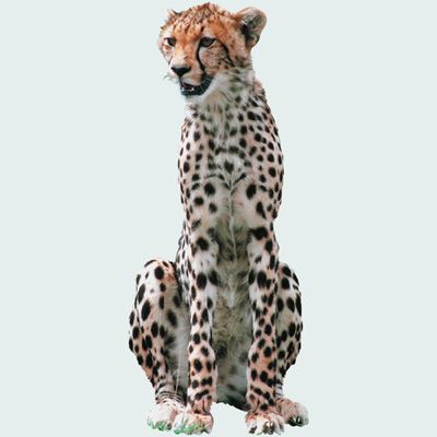 cheetah.jpg