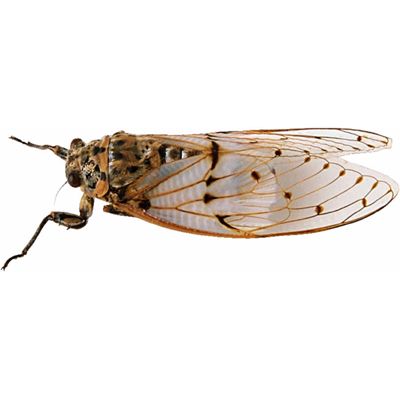 cicada.jpg