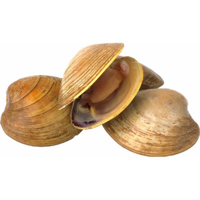 clams.jpg