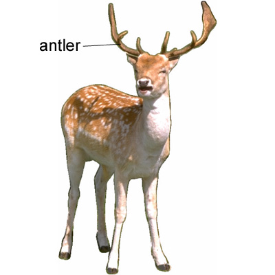 deer.jpg