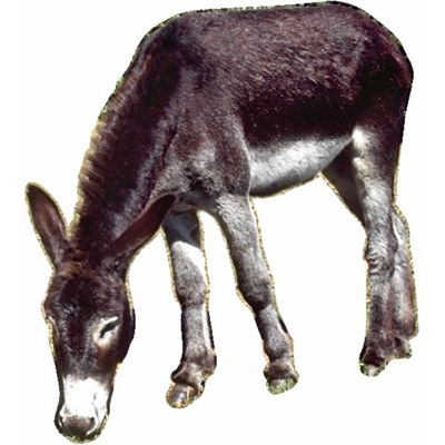 donkey.jpg