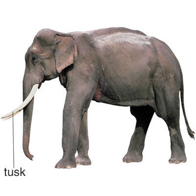 elephant.jpg