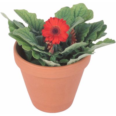 flowerpot.jpg