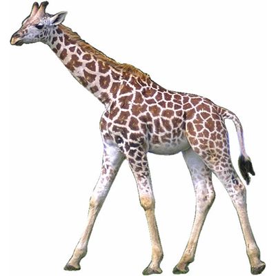 giraffe.jpg