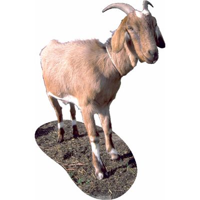 goat.jpg