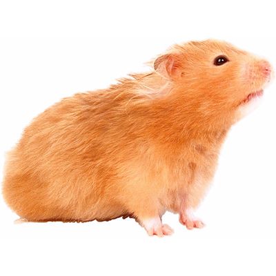 hamster.jpg