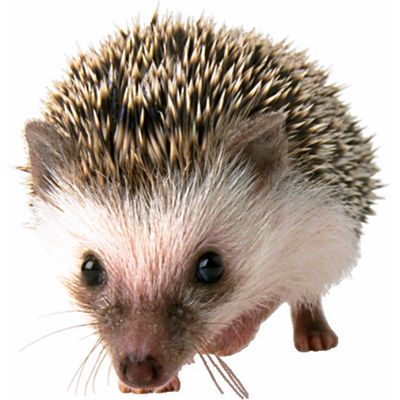 hedgehog.jpg