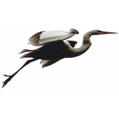 heron.jpg