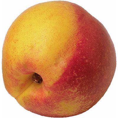 nectarine.jpg