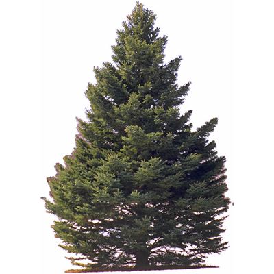 needle_pine.jpg