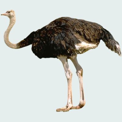 ostrich.jpg