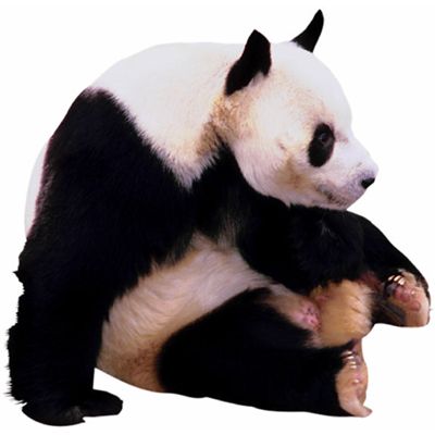 panda.jpg