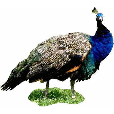 peacock.jpg