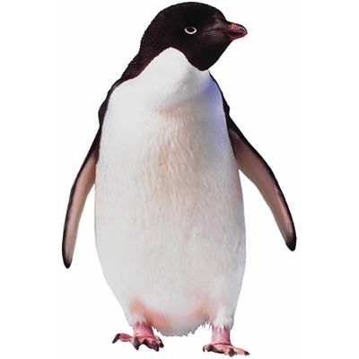 penguin.jpg