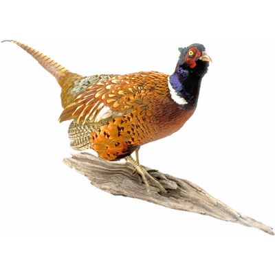 pheasant.jpg