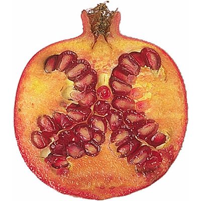 pomegranate.jpg