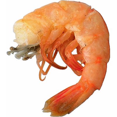 prawn.jpg