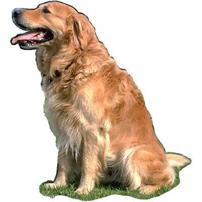 retriever.jpg