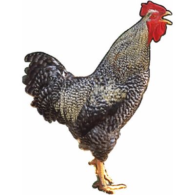 rooster.jpg