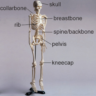 skeleton.jpg