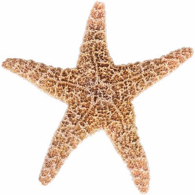 starfish.jpg