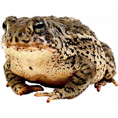 toad.jpg