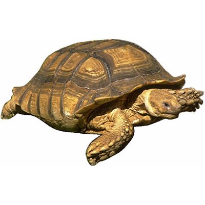 tortoise.jpg