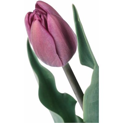 tulip.jpg