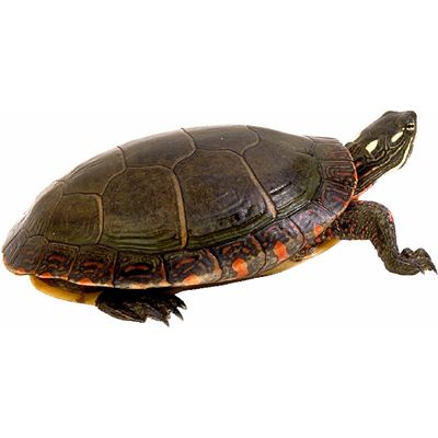 turtle.jpg