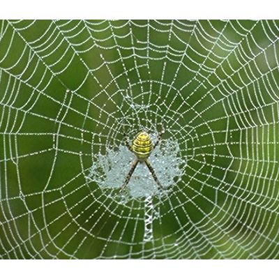 web_spider.jpg