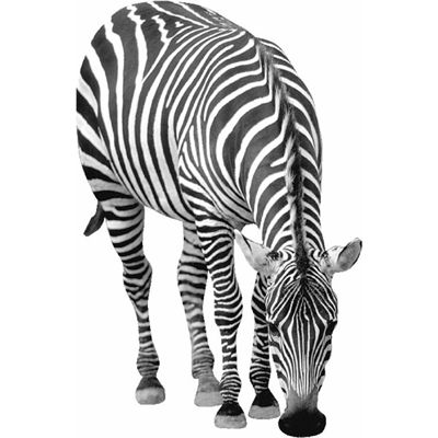 zebra.jpg